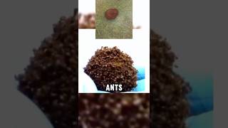 Have you ever seen fire ants like this [upl. by Malim]