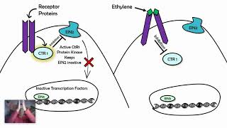 Signal Transduction Pathways Examples AP biology 43 [upl. by Malek]