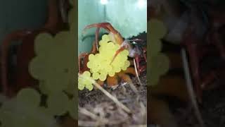 Scolopendra subspinipes cherry red laying eggs [upl. by Hanfurd]