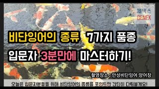 비단잉어 종류 3분 마스터☆ 제넥스놀이터물생활TV 반려동물TV반려견달팽이물고기 물생활 [upl. by Rustie]