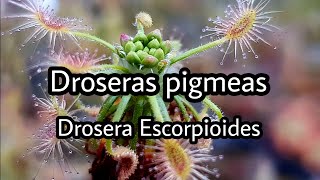 Droseras pigmeas  Drosera Scorpioides  Plantas carnivoras [upl. by Revorg]