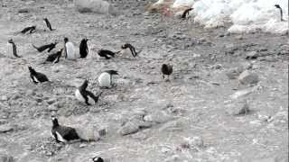 Skua attacks penguin steals chicks and eats them whole graphic [upl. by Schwartz]