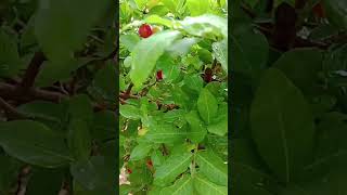 quotSabor tropical na palma da mão 🍒✨ Olha só esse pé de acerola carregado [upl. by Rico]