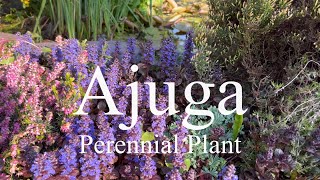 Ajuga  low growing bee friendly perennial plant [upl. by Enyamrahs599]