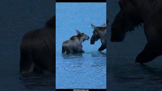 Moose Calf Loves Splashing in the Lake at Night [upl. by Dremann]