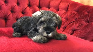 🐶 playful Mini Schnauzer puppy time [upl. by Eralc]