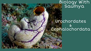 Subphylum Urochordates and cephalochordates [upl. by Medarda]