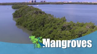 Importance of Mangrove Habitats PSA [upl. by Natan]