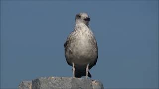 Galeb  Laridae Vigors 1825 [upl. by Holloway]