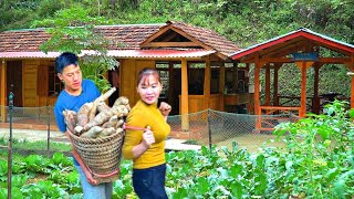 Harvest cassava Store food in winter Together prepare starch cakes from cassava [upl. by Schrader]