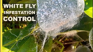 Control White fly Infestation w this simple Treatment  Pesticide Free Method for Organic Gardening [upl. by Anallise542]