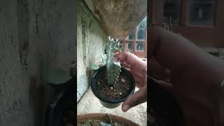 White ghost cactus propagation 🌵🌵 [upl. by Oralia422]