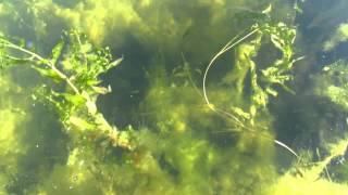 Rondeau Bay Aquatic Vegetation [upl. by Aicatsan]