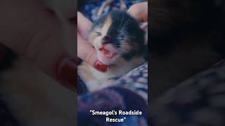 quotSmeagols Miraculous Rescue A Kittens Talequotcats animals kitten stories sad anakanak [upl. by Bennie]