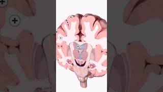 Coronal CrossSection of the Brain Detailed Anatomy Guidequot neurology [upl. by Meggs]