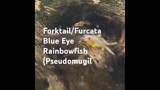 ForktailFurcata Blue Eye Rainbowfish Pseudomugil [upl. by Monroe]