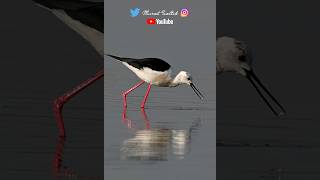 UZUNBACAK  Blackwinged Stilt [upl. by Henrique]