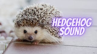 hedgehog screaming noise  hedgehog distress call [upl. by Atinele]