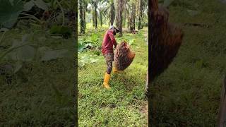 Fal loading ka kam palmoil ytshorts viralshort palmoilmalaysia [upl. by Mark]