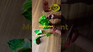 decor idea with pebel money plant gardenning Trending shortvideo [upl. by Hellman140]