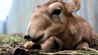 IFAW Russia  Saiga antelopes are rare creatures [upl. by Notsuh]