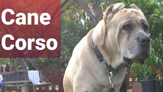 A day with Uso my Cane Corso Italian Mastiff [upl. by Cryan524]