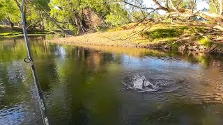 Exciting lure fishing for Murray cod yellowbelly and trout cod [upl. by Vern]