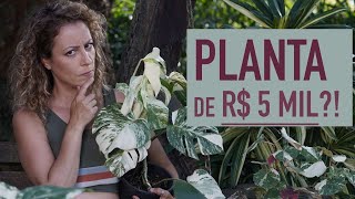 O que é planta VARIEGADA e por que custa tão CARO [upl. by Audra]