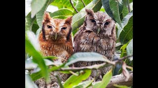 Currucutú Común Tropical Screech owl Megascops choliba [upl. by Marl883]