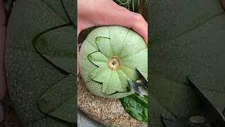 Muskmelon cutting shortgarden fruit kharbuja muskmelon youtube [upl. by Kursh122]