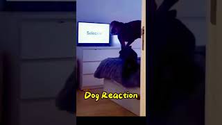 Dog watching TV too much the owner turned off the TV was quotdislikedquot shorts [upl. by Dreeda962]