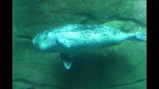 Oregon Coast Aquarium video 92 6k [upl. by Wertz]