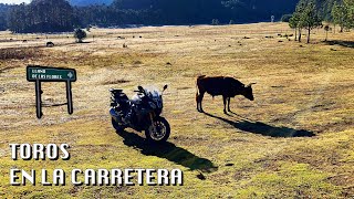 GANADO EN LA CARRETERA  EL LLANO DE LAS FLORES [upl. by Sena504]