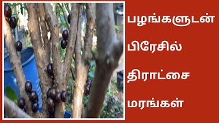 பழங்களுடன் பெரிய பெரிய பிரேசில் திராட்சை மரங்கள்  Brazilian grapetree  Jaboticaba tree for Sale [upl. by Aidahs807]