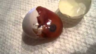 DIS dead in shell baby parrotlet [upl. by Loomis]