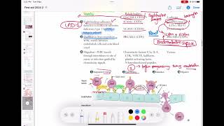 Leukocyte Extravasation  Margination  Adhesion Transmigration Migration Pathology 31 usmle [upl. by Cusack]