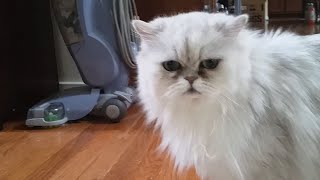 Persian cat Frosty weird strange meows meowing baby Chewbacca meow Silver Shaded Persian [upl. by Gunner]