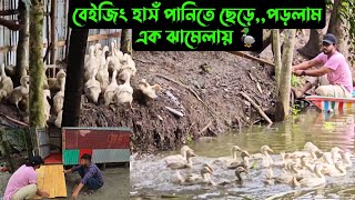 বেইজিং হাসঁ পানিতে ছেড়েপড়লাম এক ঝামেলায় 🦆 [upl. by Wieren266]