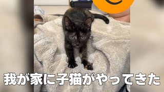 我が家に子猫がやってきた！ 保護ネコ ＃子猫 ＃ネコ 猫 cat サビ猫 三毛猫 [upl. by Ettinger]