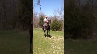 Molly mule gaited 6 year old [upl. by Radmilla740]