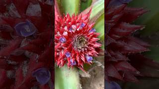 என்ன அண்ணாசி பூவா🍍 Pineapple Flower  Multiple Fruit  கூட்டுபழங்கள் villagelife nature kids [upl. by Gemina]