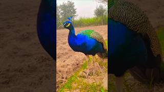 Peafowl feed  mor  peacock hand feedingpeacockfeeding peafowlfeed [upl. by Dyun937]