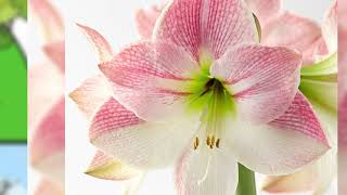 This Is Why Your Amaryllis Is Not Blooming [upl. by Mercola]