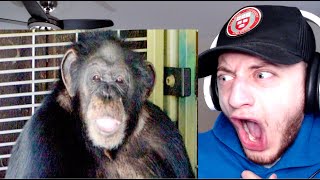 The Story of Travis the Chimp REACTION [upl. by Nahgaem]