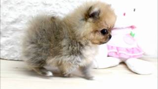 Boutique Teacup Puppies  Micro Teacup Pomeranians Tiniest Pom Puppies [upl. by Enirak]