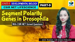 SEGMENT POLARITY GENE LESSON 2DEVELOPMENTAL BIOLOGY OF DROSOPHILA PART9 CSIR NET DEV BIO [upl. by Mailiw]