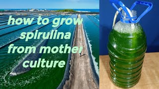 Modern Spirulina Farming Technology  Microalgae cultivation and harvest in a greenhouse [upl. by Londoner]