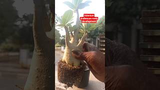 Adenium Arabecum Roots Development progress short Adeniu Arabecum Obesum indoorplants ytshorts [upl. by Salli]