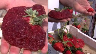 World’s Heaviest Strawberry Weighs More Than Half a Pound [upl. by Yale]