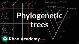 Understanding and building phylogenetic trees  High school biology  Khan Academy [upl. by Ednil421]